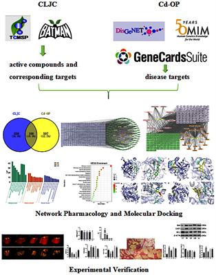 The therapeutic mechanism of Compound Lurong Jiangu Capsule for the treatment of cadmium-induced osteoporosis: network pharmacology and experimental verification